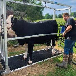 youth washing steer